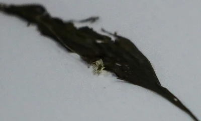 Se distingue por sus pétalos aterciopelados, con el lóbulo inferior más corto./ Foto: cortesía EFE