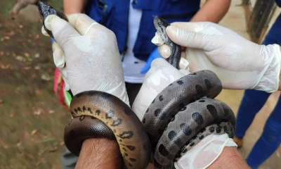 Entre los animales se encontraban 12 anacondas verdes y 1 caimán de anteojos/ Foto: cortesía MAATE