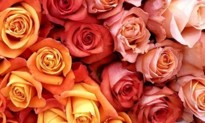 El sector florícola sigue siendo un motor importante para la economía nacional, aportando el 1 % del PIB total / Foto: cortesía Ministerio de Producción