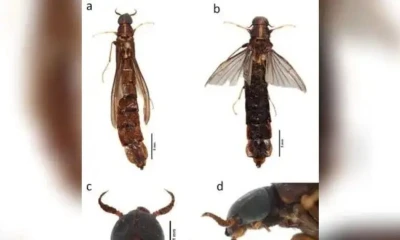 El hallazgo científico ocurrió tras jornadas de monitoreo en el Parque Nacional Sumaco / Foto: cortesía 