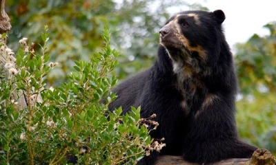El oso de anteojos está catalogado en peligro de extinción por el Libro Rojo de Mamíferos del Ecuador / Foto: cortesía WWF Ecuador
