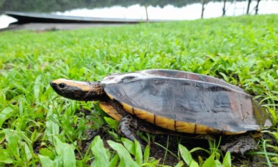 Los animales fueron atendidos en el Zoológico Municipal Coca Zoo / Foto: cortesía MAATE
