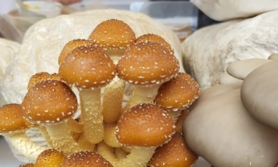 Es considerado un mega alimento por parte de la OMS/ Foto: cortesía