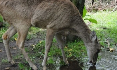 Durante décadas, el venado cola blanca fue considerado una sola especie con una amplia distribución, desde Canadá hasta Sudamérica / Foto: cortesía 