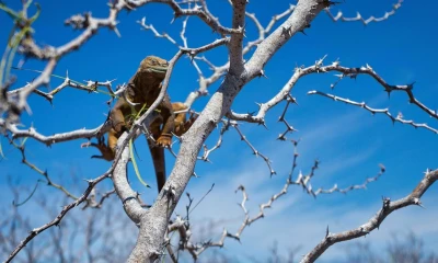 Confirman adaptación de 2.139 iguanas reintroducidas en isla de Galápagos. Foto: EFE