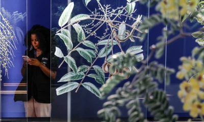  El público puede conocer el interior del sumaúma y el misticismo que envuelve a este árbol / Foto: EFE