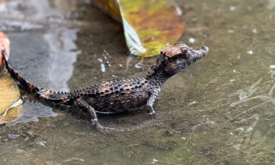 Entre los animales que retornaron a su hábitat natural se encuentran boas, caimanes, tortugas, un puercoespín y un perico cabecioscuro / Foto: cortesía MAE