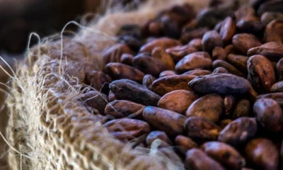 Los precios del cacao continúan siendo un factor de preocupación para la industria chocolatera global / Foto: cortesía