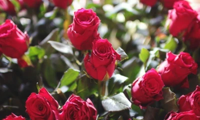 EE.UU. analiza un acuerdo comercial más amplio que podría incluir entre ocho y diez naciones / Foto: cortesía Cámara Marítima de Ecuador