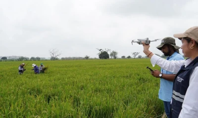 En Guayas y Los Ríos existe afectaciones a los cultivos de arroz / Foto: cortesía Agrocalidad