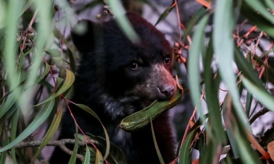 Esta investigación ofrece una base sólida para fortalecer la protección de los osos andinos / Foto: EFE