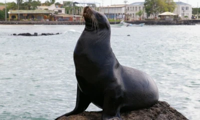 Uno de los ejemplos más destacados es el aumento de las tarifas de entrada a las Islas Galápagos / Foto: Pixabay