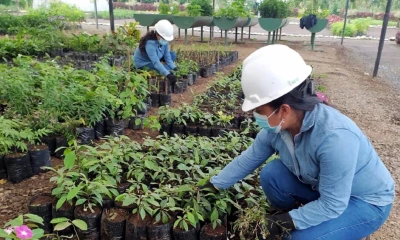 Se ha revegetado 65,52 hectáreas, en el periodo de octubre de 2013 hasta noviembre de 2022 / Foto: cortesía Petroecuador