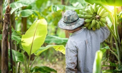Entre las principales causas que han derivado en esta situación se encuentran las enfermedades como el moko y la sigatoka negra / Foto: cortesía Camae