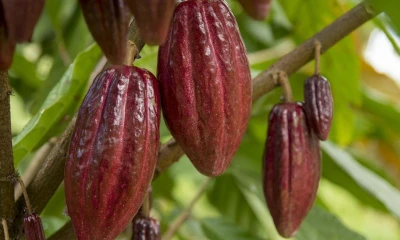 Estados Unidos lidera el consumo mundial de chocolate / Foto: cortesía 