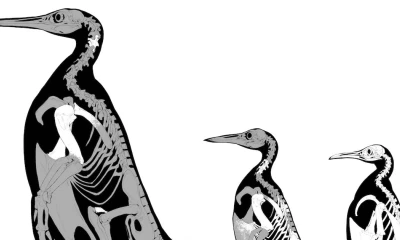 Los resultados de la investigación han revelado la existencia de un conjunto muy diverso de pingüinos pertenecientes a un grupo troncal del Paleoceno / Foto: EFE