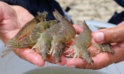 Las proyecciones apuntan a un crecimiento adicional de entre 8 % y 10 % en volumen para este año / Foto: cortesía Ministerio de Producción