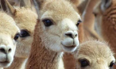 El objetivo es actualizar la información sobre la población de esta emblemática especie de camélidos / Foto: EFE 