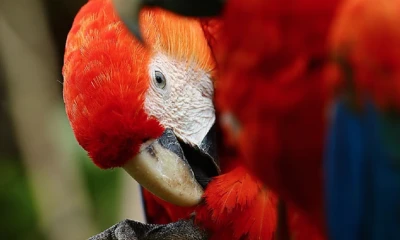 La presentación del Observatorio Regional Amazónico tendrá lugar hoy en la Cancillería / Foto: cortesía Cancillería