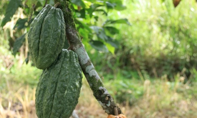 Gracias al foro sobre Inversión, el Gobierno ecuatoriano podrá incrementar la producción de estos alimentos locales en 9 de las 24 provincias del país / Foto: El Oriente