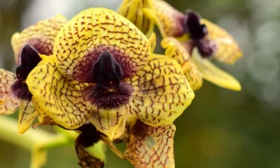 El instituto reportó cinco nuevas especies de plantas, entre orquídeas y árboles / Foto: cortesía MAE