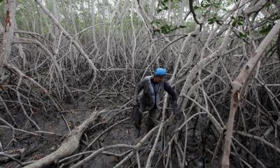 1.500 estudiantes de las diferentes unidades educativas de la zona organizaron campañas de limpieza de los manglares / Foto: EFE