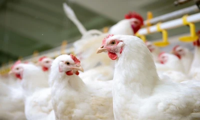 El sector avícola ya exporta carne de pollo a Bahamas y Centroamérica. Ahora busca abrirse paso en China, uno de los mercados más grandes del mundo. / Foto: Cortesía |