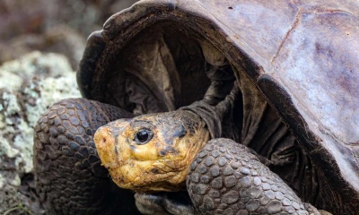 Tortuga, que se creía extinta hace más de 100 años, fue encontrada en Galápagos  / Foto: EFE