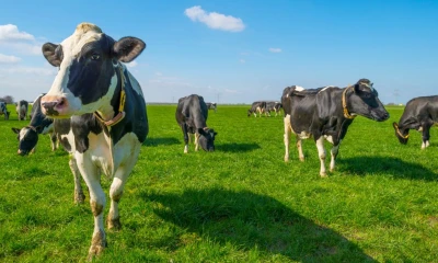 Las asociaciones agropecuarias podrán convertirse en cooperativas en Ecuador / Foto: Shutterstock