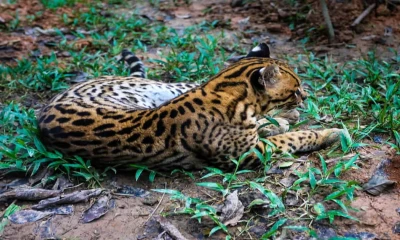 Rehabilitan y protegen a animales afectados por el tráfico ilegal y la deforestación / Foto: cortesía
