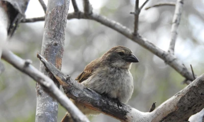 El ave es la más críticamente amenazada del archipiélago ecuatoriano de Galápagos / Foto: EFE