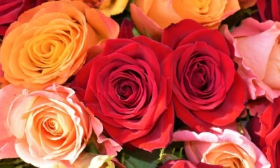 Las flores crecieron 1,4 %, apoyadas por la recuperación del mercado ruso y la temporada de San Valentín / Foto: cortesía