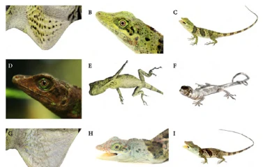 Nueva especie de lagartija fue hallada en los Andes / Foto INABIO