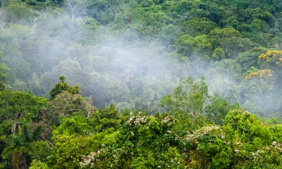 Esta especie es endémica de la Cordillera del Cóndor y fue bautizada como 'ormosia neillii', en honor al botánico David A. Neill/ Foto: cortesía