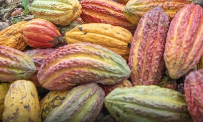 Expertos prevén que la producción mundial podría recuperarse en 2024-2025 / Foto: cortesía Prefectura de Sucumbios