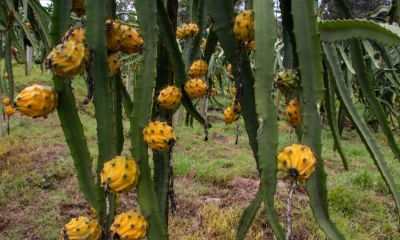 La eliminación del arancel del 15 % beneficia a la pitahaya / Foto: EFE