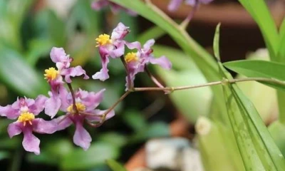 Actualmente se reconocen más de 4.450 especies de orquídeas en el territorio nacional / Foto: cortesía