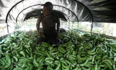 En Ecuador las fincas bananeras han sido aprovechadas por las mafias del narcotráfico / Foto: EFE