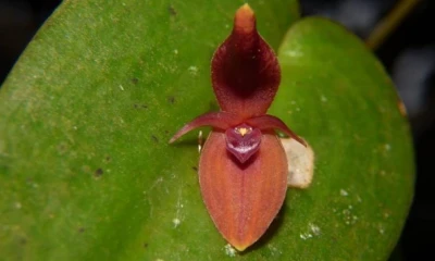Las nuevas especies descritas corresponden al género Pleurothallis / Foto: cortesía 