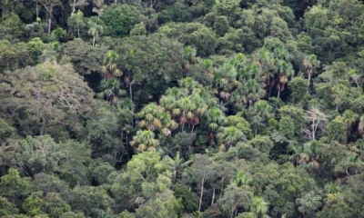 Si el Ministerio del Ambiente emite las licencias respectivas, se podrá extraer el crudo de las plataformas A y B de Ishpingo, ubicado en el sur del bloque 43, entre septiembre y octubre de este 2019. Foto: El Comercio