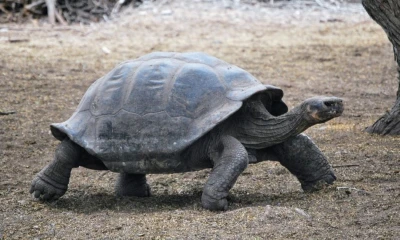 Diego fue uno de las 15 tortugas que ayudaron a salvar la especie / Foto: EFE