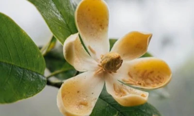 Los productos elaborados están disponibles en Mashpi Lodge, en el hotel Casa Gangotena y en el Finch Bay Galápagos Hotel / Foto: cortesía Mashpi Lodge