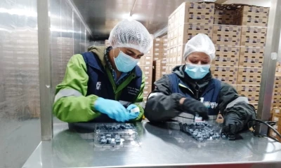 El arándano es considerado un súper alimento debido a su alto contenido de fibra, vitaminas, minerales y sobre todo antioxidantes / Foto: cortesía Agrocalidad