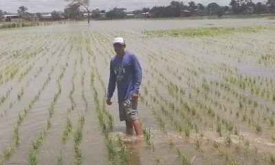 El objetivo es promover condiciones de comercio equitativas, disminuir la intermediación y prevenir distorsiones en los precios / Foto: cortesía MAGP
