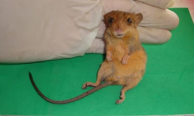 Descubren especie de roedor que se creía inexistente en el país / Foto: EFE