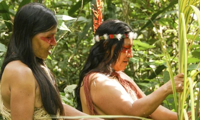 Las mujeres de la comunidad utilizan las hojas de la Chambira/ Foto: cortesía GreenCrowds