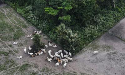Entre enero y diciembre de 2024, la Amazonía brasileña perdió 4.183 kilómetros cuadrados de vegetación por la deforestación / Foto: EFE
