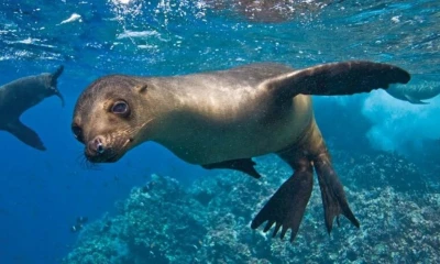 Ecuador realizó el mayor canje de deuda de la historia por naturaleza./ Foto: cortesía