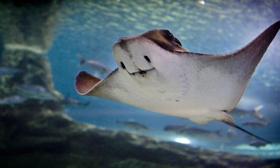 Según modelos y predicciones se estima que este número podría llegar a más de 22.000 individuos / Foto: EFE