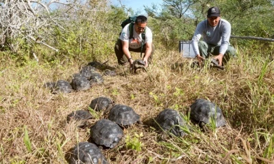 Fueron trasladadas en helicóptero hasta el centro sur de la isla Española / Foto: cortesía Ministerio de Ambiente